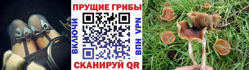 как найти закладки Тутаев Псилоцибиновые грибы Psilocybine cubensis
